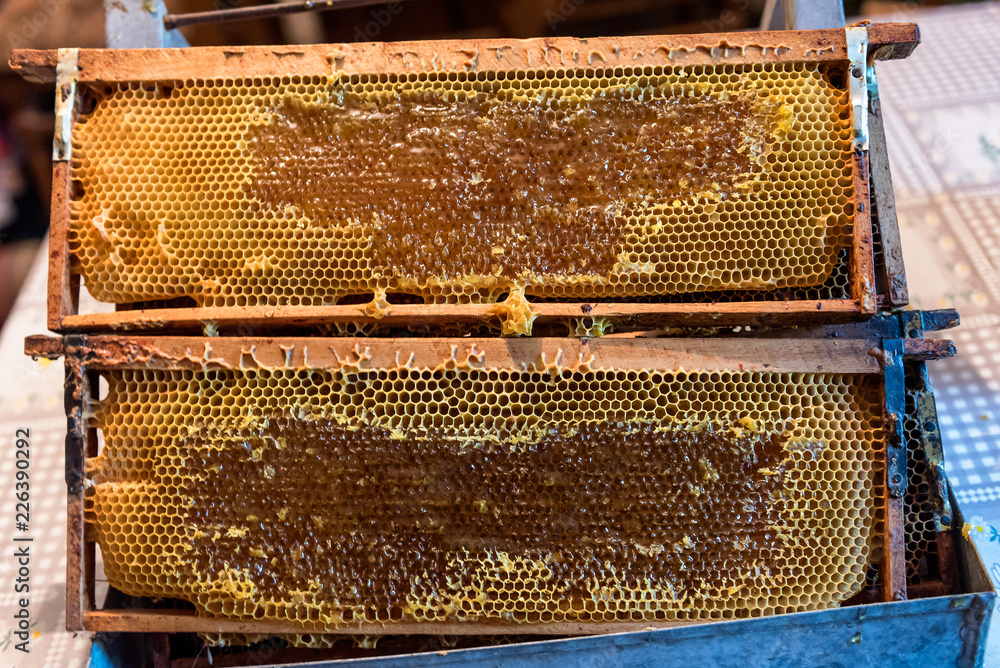Bee Honeycomb Frame with unfinished Honey and parts of wax Bee Honeycomb Frame with unfinished Honey and parts of wax