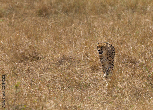 Cheetah in the grassland of Masai Mara