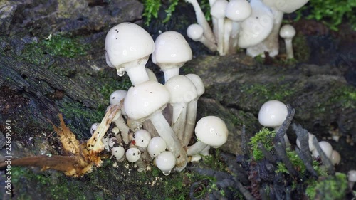 Porcelain fungus on dead wood. Oudemansiella mucida photo