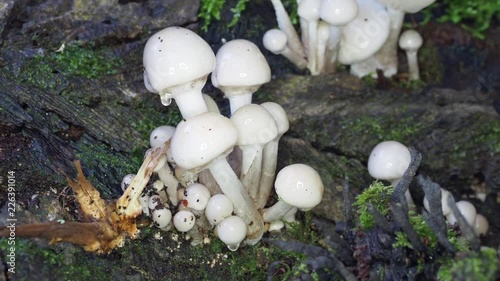 Porcelain fungus on dead wood. Oudemansiella mucida photo