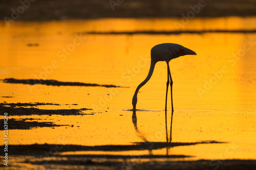 Silhouette of Greater Flamingos feeding