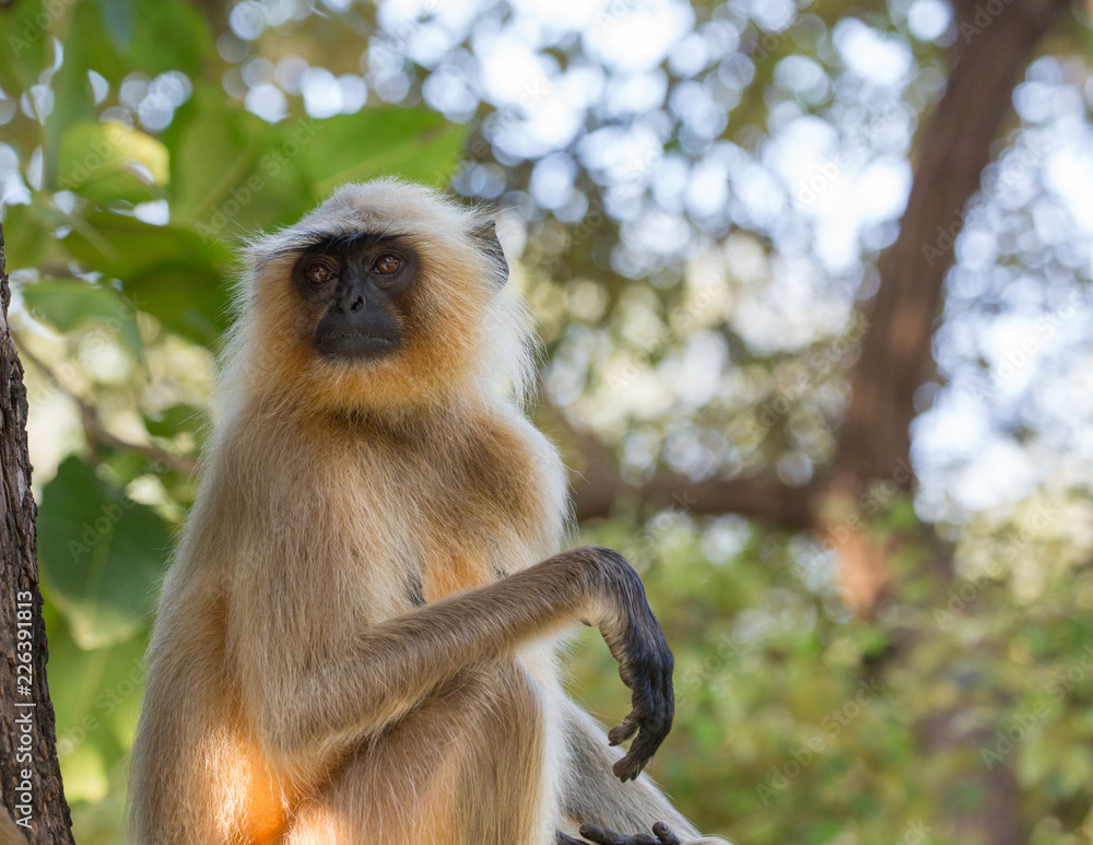 Fototapeta premium Langur Affe in Indien