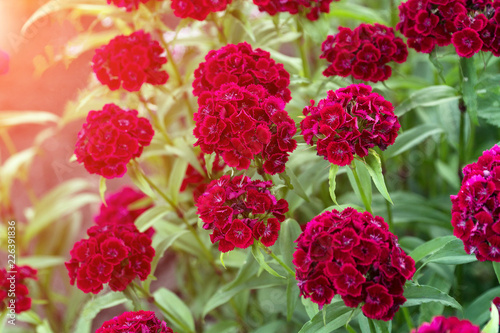 Turkish carnation maroon in the sunlight on a natural background. Dianthus barbatus. Selective focus