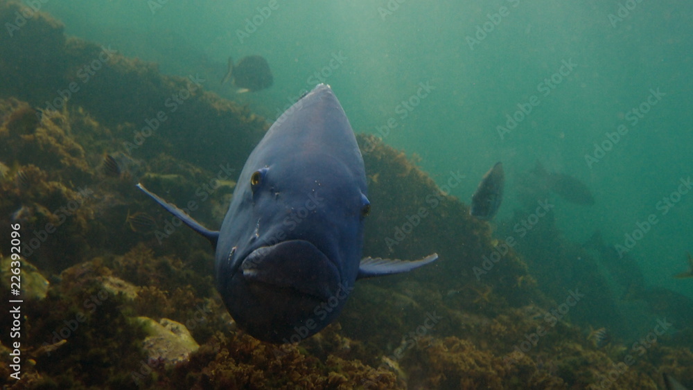 Eastern Blue Groper (Achoerodus viridis), Sydney, Australia Stock Photo ...