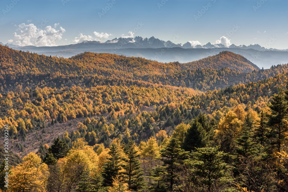 Yellow and green pine forest with snow mountain range background in sunny day in clear blue sky at Shika Snow Mountains, Shangri La, China Yellow and green pine forest with snow mountain range background in sunny day in clear blue sky at Shika Snow Mountains, Shangri La, China