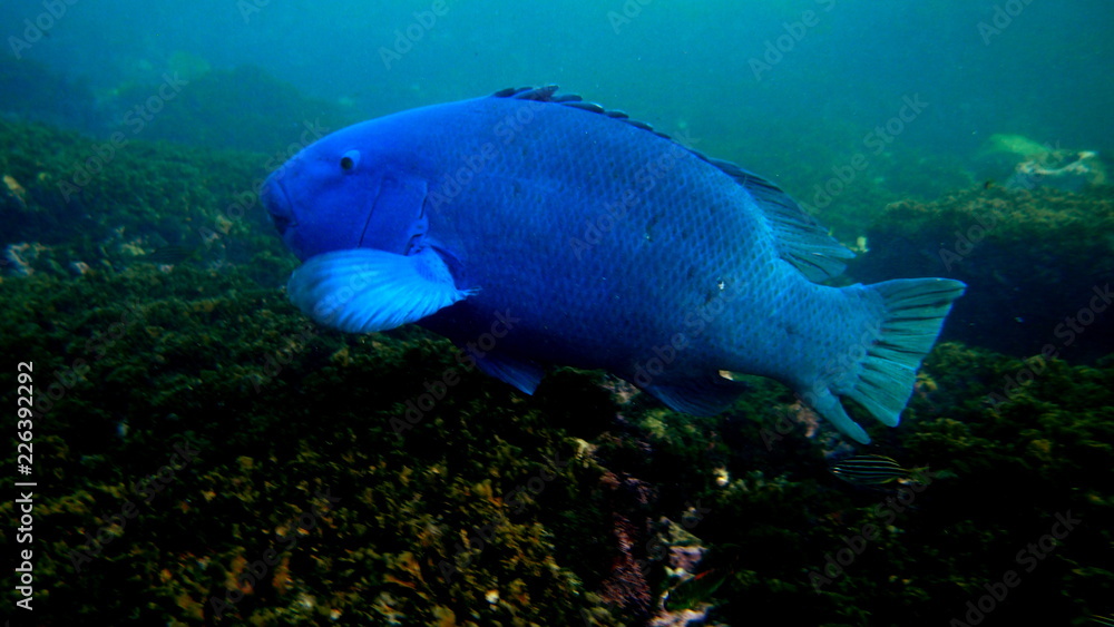 Naklejka premium Big blue Fish,Eastern Blue Groper (Achoerodus viridis), Sydney, Australia