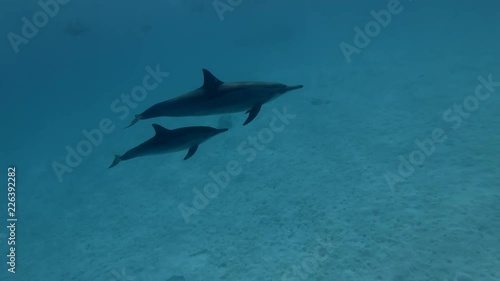 Baby dolphin with mom swims in the blue water over the sandy bottom. Spinner dolphins -  Stenella longirostris  photo
