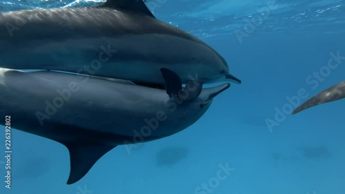 Pair of Spinner Dolphins mating and change partners. Spinner dolphins -  Stenella longirostris   photo