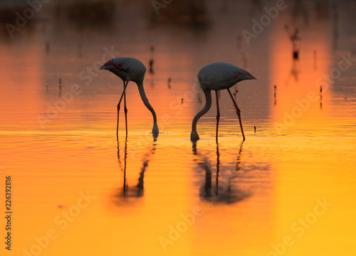 Greater Flamingos feeding during sunset, Bahrain 