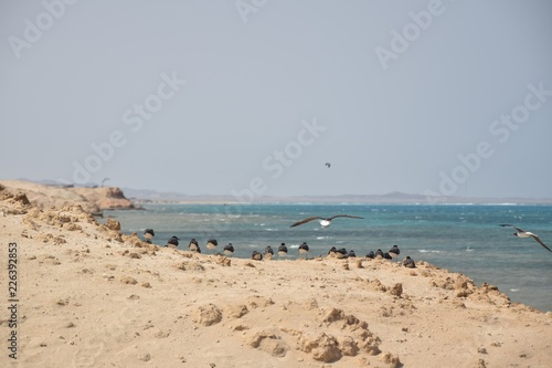 Egipt , Marsa Alam,Wybrzeże © 120iwonka