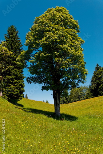 Linde in der Wiese bei Wamberg photo