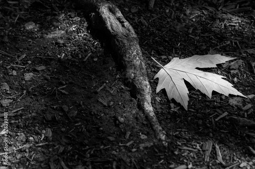 Leaf on ground
