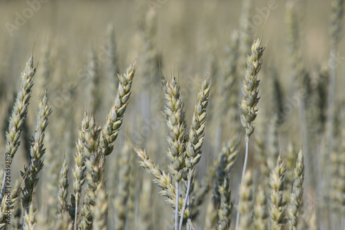 field of wheat