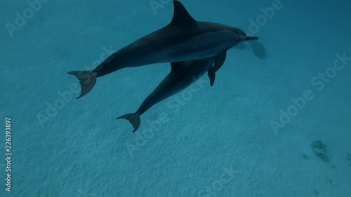 Baby dolphin with mom swims in the blue water over the sandy bottom. Spinner dolphins -  Stenella longirostris  photo