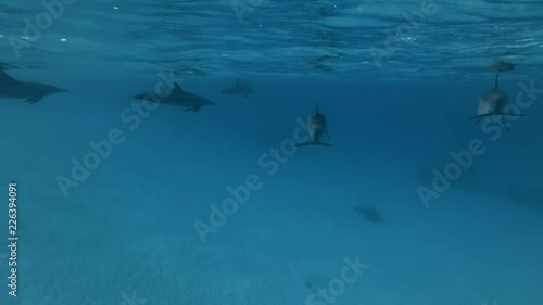 Wallpaper Mural A pod of Spinner dolphins -  Stenella longirostris swims in the blue water under surface Torontodigital.ca