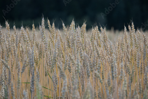 wheat in the wind