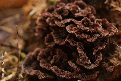 Macro of the brown fruit body of Thelephora species