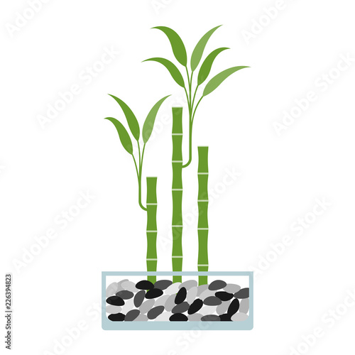 Lucky bamboo in glass pot. Vector illustration.