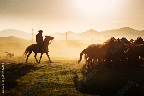 Wild horses leads by a cowboy at sunset with dust in background.