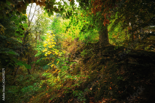 Dichter märchenhafter Laubwald mitten im Herbst