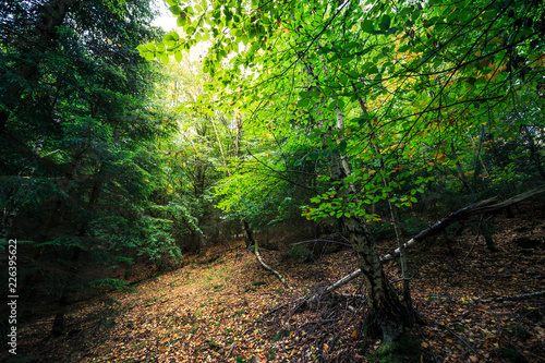 Leuchtende Wälder im Harz