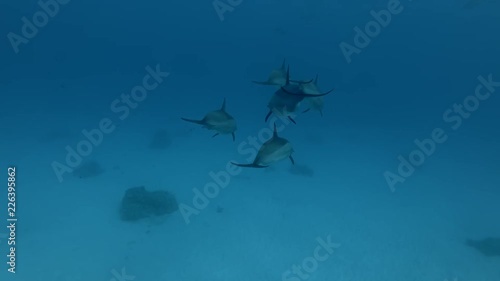 A pod of Spinner dolphins -  Stenella longirostris swims in the blue water.  photo