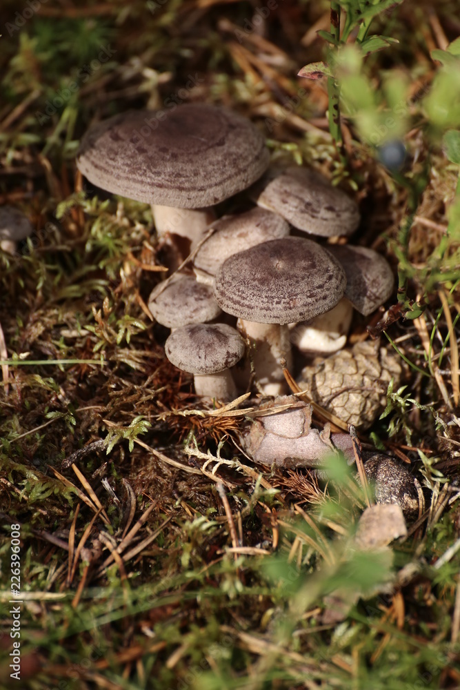 Group of Lactarius trivialis mushrooms in sepia tone Group of Lactarius trivialis mushrooms in sepia tone