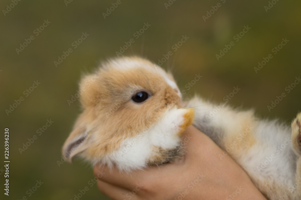 Fototapeta premium small brown with white rabbit in children's hands