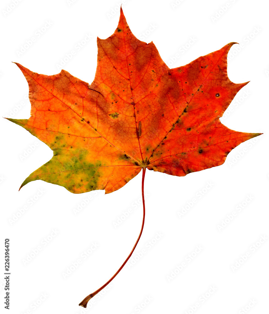 Fototapeta premium Natural colorful falling marple leaf isolated on white background. Autumnal element for design.