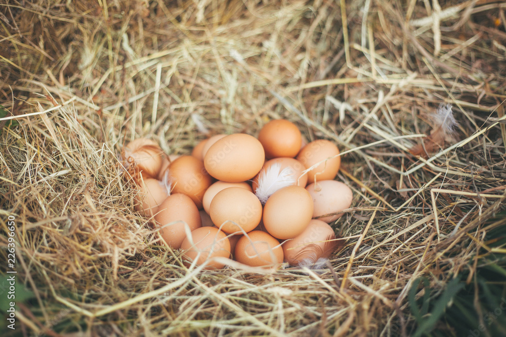 Chicken eggs in a nest of hay
