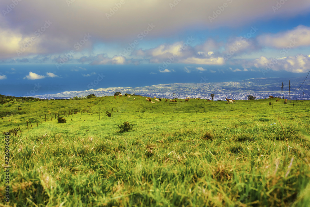 Green pastures with grazing cows in the countryside of Reunion island
