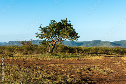 Solitary Tree on the Plain