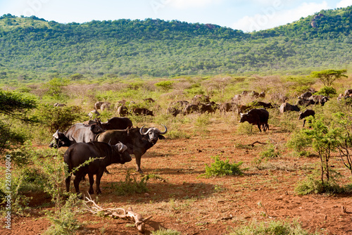 Fototapeta Naklejka Na Ścianę i Meble -  Herd of African Buffalo