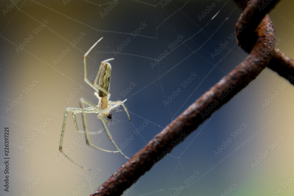 custom made wallpaper toronto digitalFloral background - Czech Republic garden