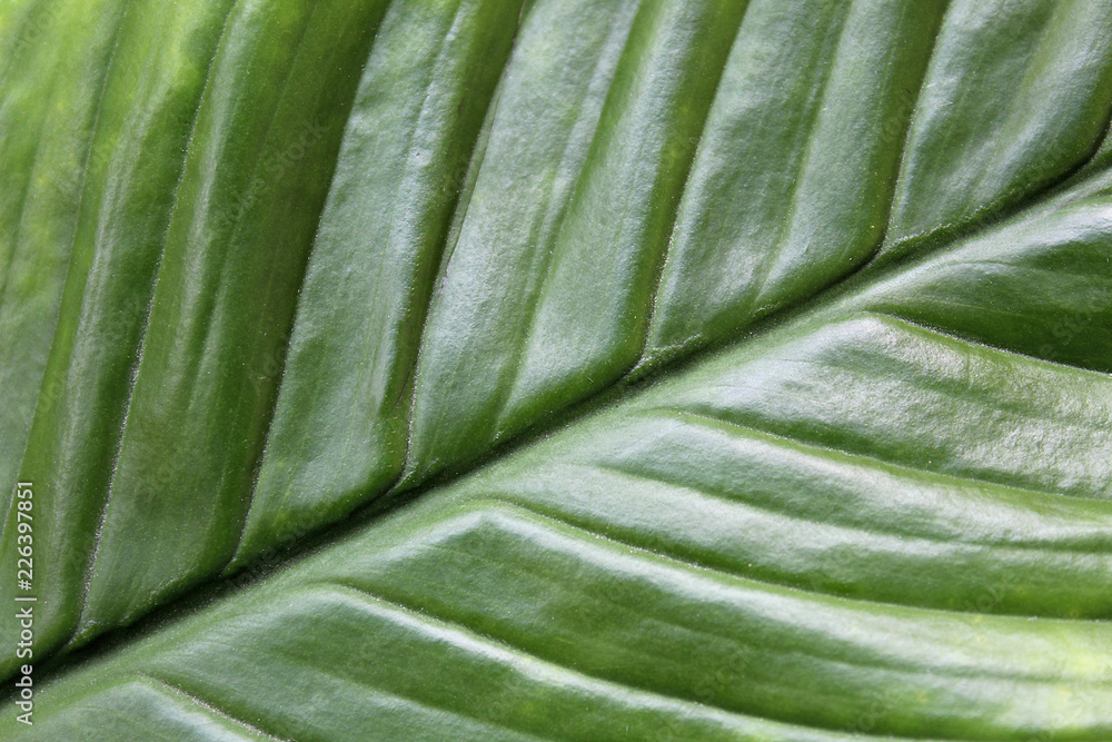 texture green big leaf close up texture green big leaf close up