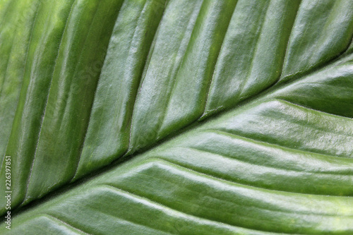 texture green big leaf close up
