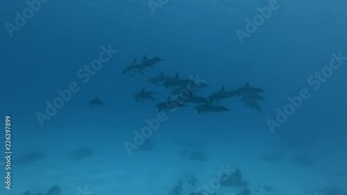 A pod of Spinner dolphins -  Stenella longirostris swims in the blue water over the sandy bottom photo