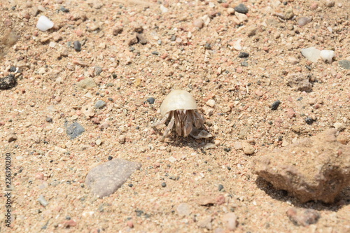 skorupiaki i insekty na plazy w egipcie