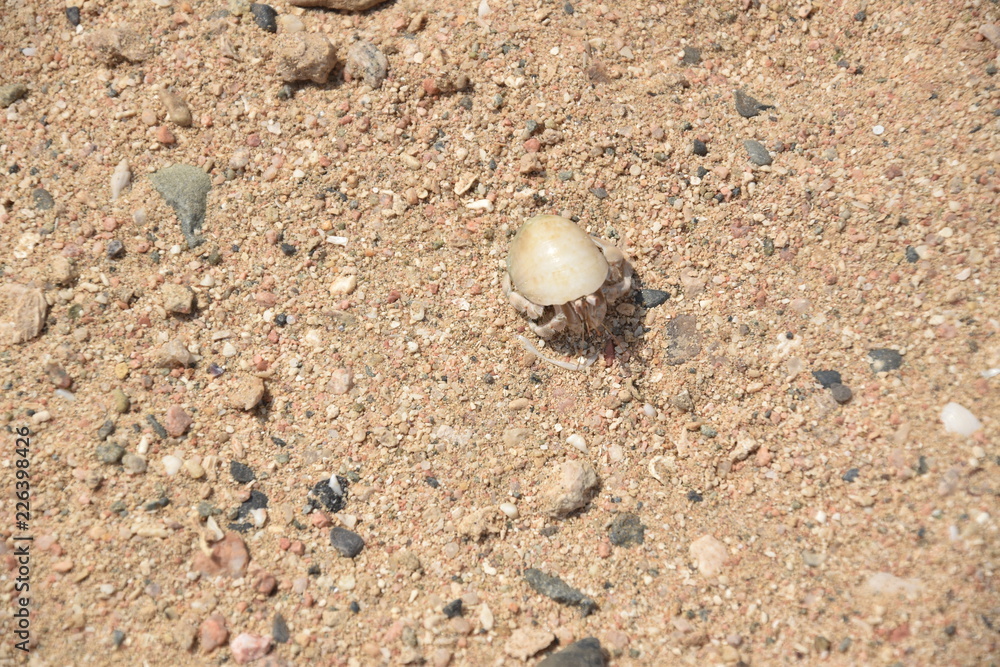 skorupiaki i insekty na plazy w egipcie skorupiaki i insekty na plazy w egipcie