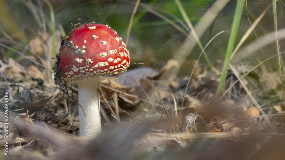 Amanita muscaria fly agaric red mushrooms with white spots in grass Amanita muscaria fly agaric red mushrooms with white spots in grass