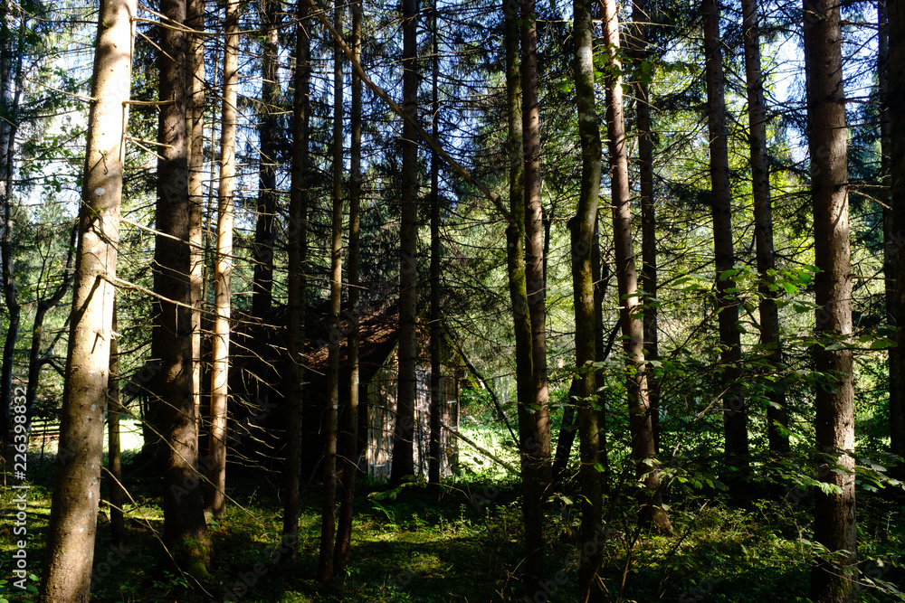 Wooden cabin on a clearing in broad sunlight as seen through dark forest
