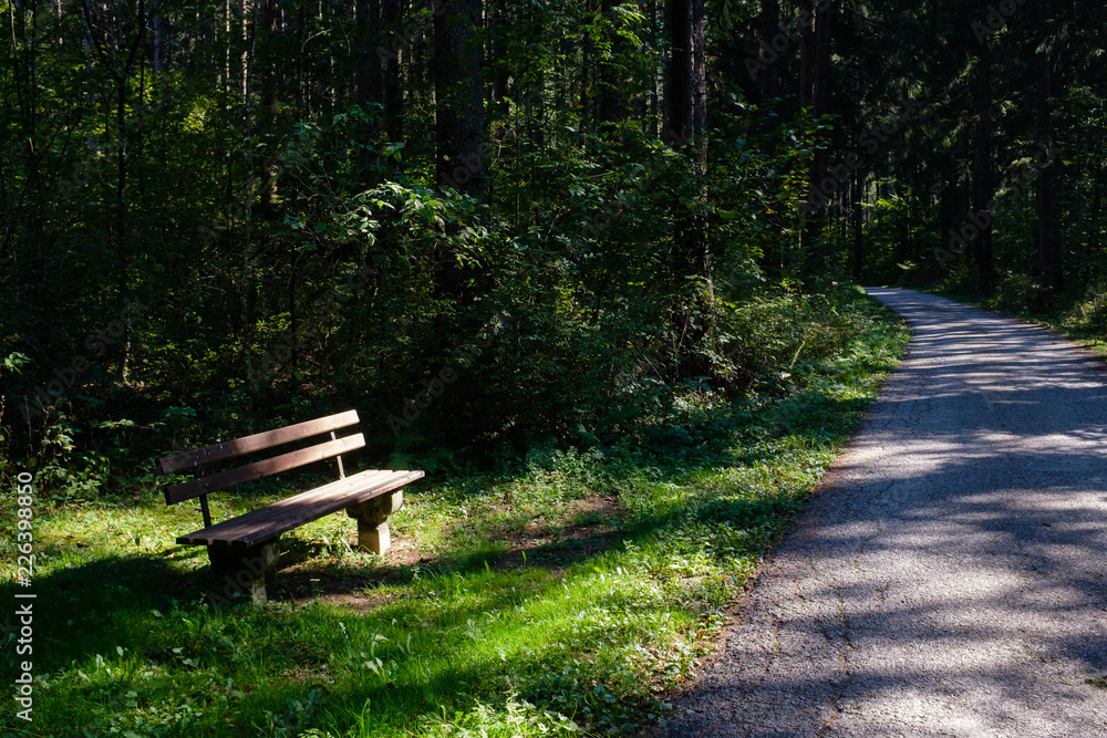 Wooden bench in broad sunlight with path leading to forest behind