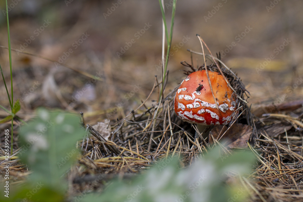 Amanita muscaria fly agaric red mushrooms with white spots in grass Amanita muscaria fly agaric red mushrooms with white spots in grass