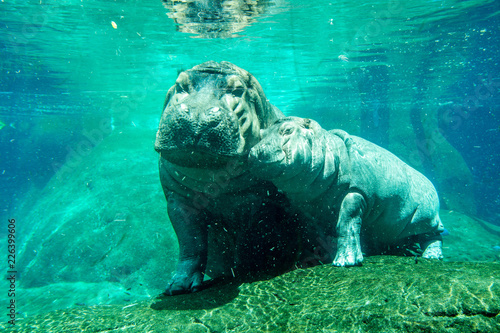 Rhinoceros - mamma and baby underwater  photo