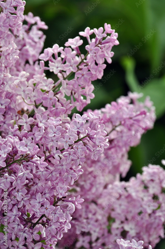 Purple lilac flowers in spring