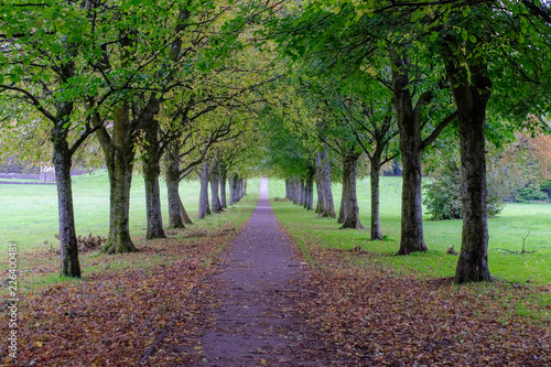 Autumn Trees & a Long Footpath in Scotland.
