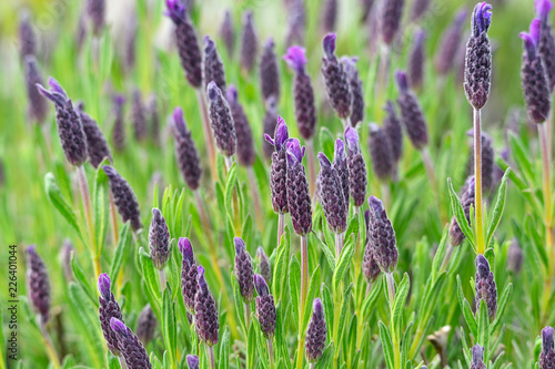 Fototapeta Naklejka Na Ścianę i Meble -  Purple lavender garden