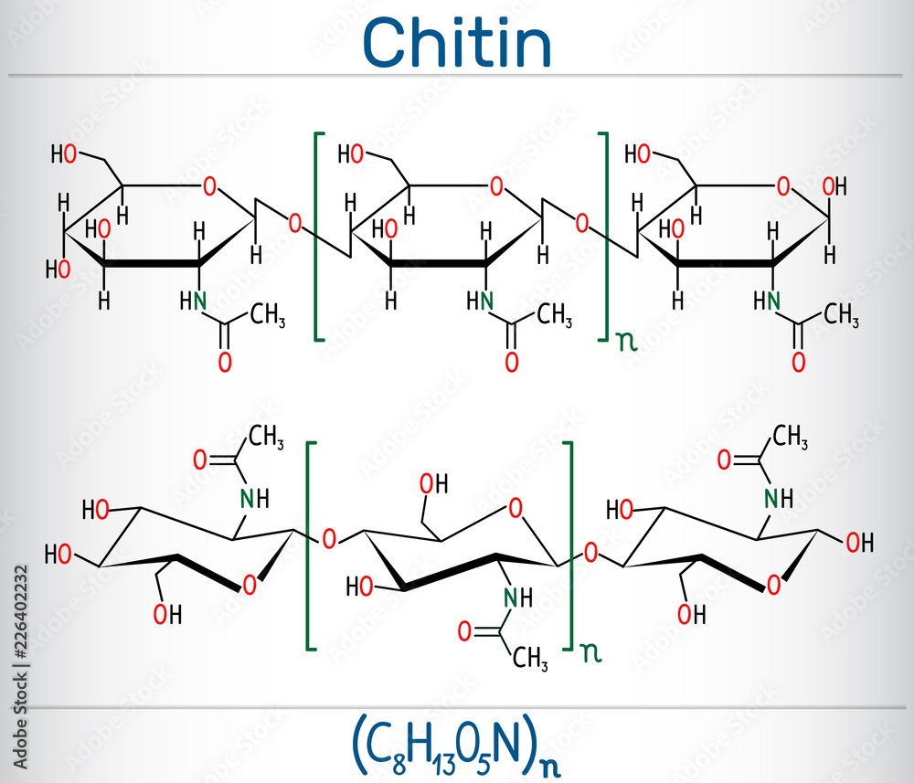 Chitin molecule. It is natural compound from the group of nitrogen-containing polysaccharides. Structural chemical formula and molecule model