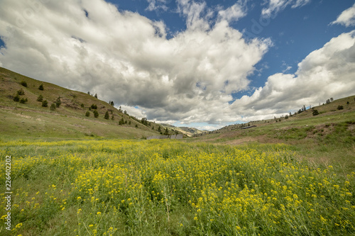 yellow flowers blossom in springtime