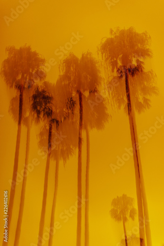 Abstract Palm Tree Background